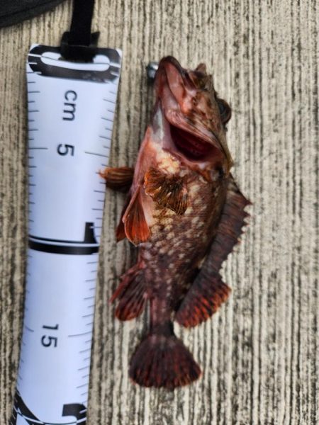 久しぶりの投稿