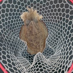 レンタルボートエンジョイ