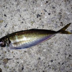 下降線もサイズアップ