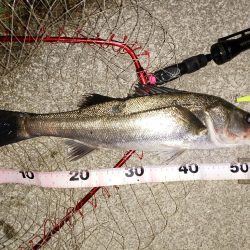 久々のシーバス