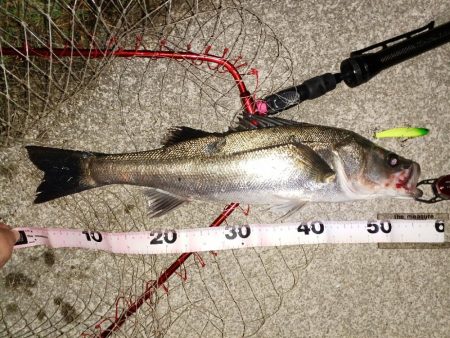 久々のシーバス