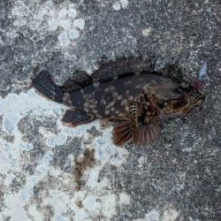 今日はクリアレッド