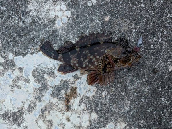 今日はクリアレッド