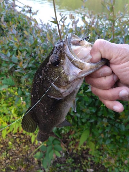 パワーフィネスで1本