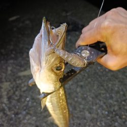 今回も渋い串本釣行