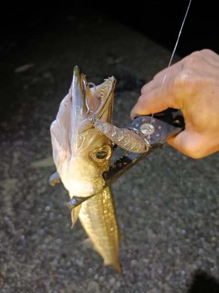 今回も渋い串本釣行