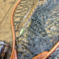 バラシ多すぎた、反省やな