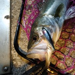 大阪市内シーバス釣行