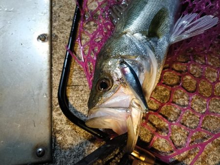 大阪市内シーバス釣行