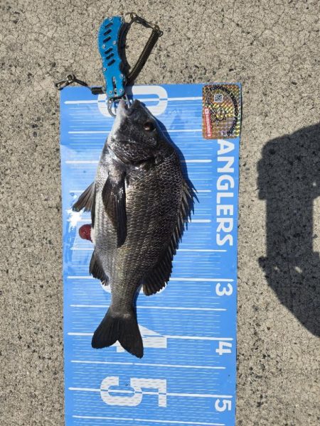 今年、初釣り✨️初当たり✴️チヌさま登場🙋