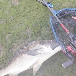 チニング＆エギング