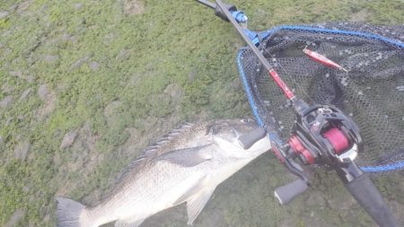 チニング＆エギング