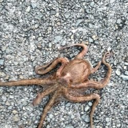 オクトパッシング