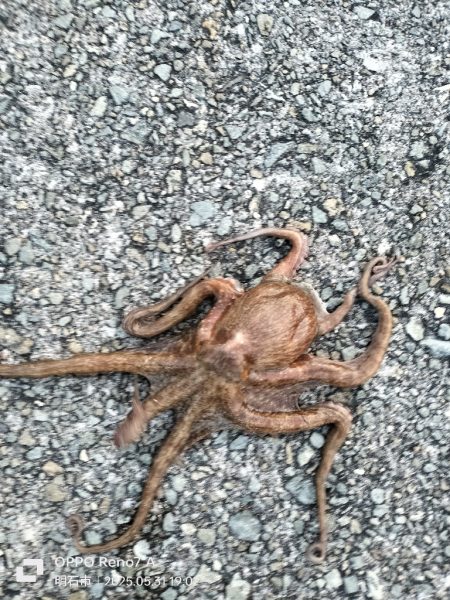 オクトパッシング