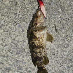 シーバスフィッシング