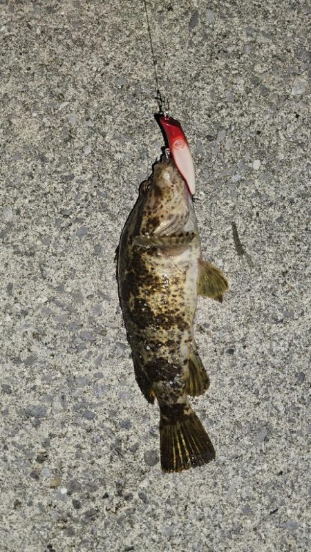 シーバスフィッシング