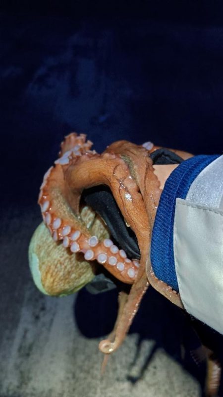 ロックフィッシィングでタコ