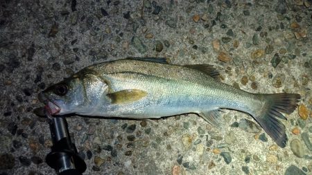 アジングでハネ