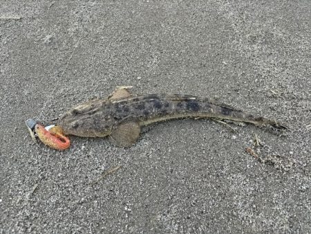 小さいけど1匹は1匹!