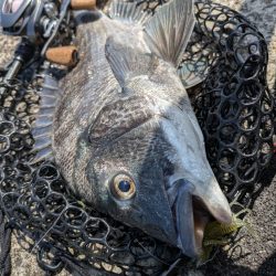 新作ワーム2種でチニング