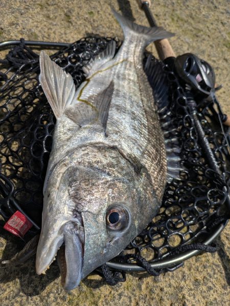 広島チニング Newフックセッティング炸裂!