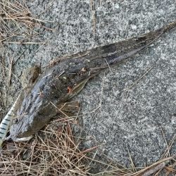 ミノーのジャーキングでマゴチをゲット！