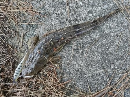 ミノーのジャーキングでマゴチをゲット！