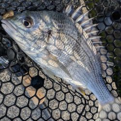 夕方短時間チニングでホゲかけた