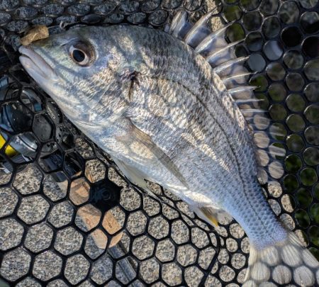 夕方短時間チニングでホゲかけた