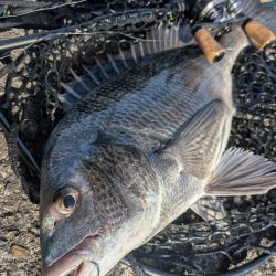 広島チニング！神フックセッティングでツツ抜け！