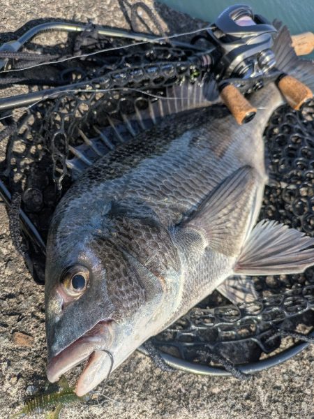 広島チニング！神フックセッティングでツツ抜…