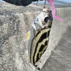 コトヒキ釣れました。