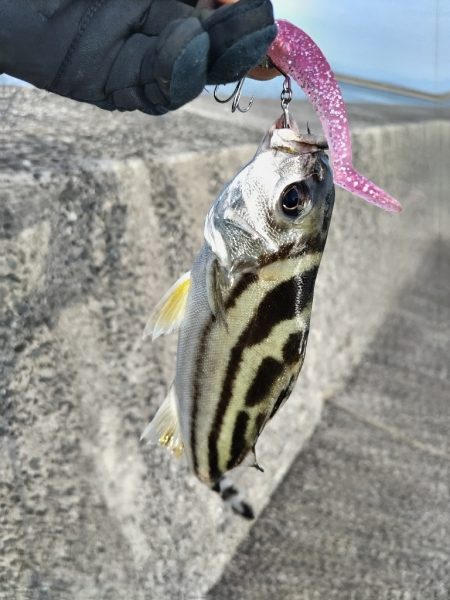 コトヒキ釣れました。