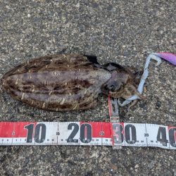 人混み様々キロ紋甲