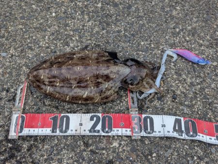 人混み様々キロ紋甲