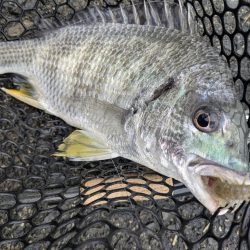 久し振りの広島市内チニング！