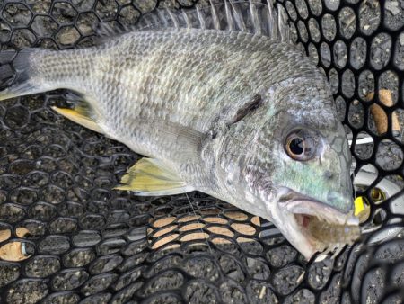 久し振りの広島市内チニング！