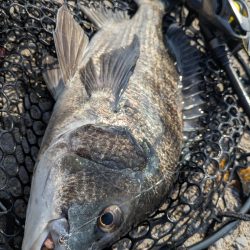 太田川放水路で1日チニング！