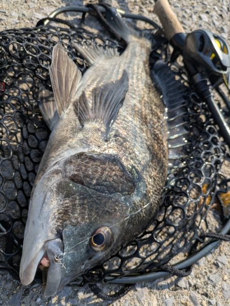 太田川放水路で1日チニング！