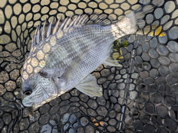 広島チニング！体力の限界笑