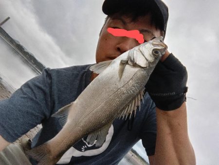 ヒラセイゴ爆釣！