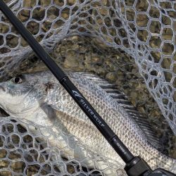 シルバーウルフMX83入魂チニング