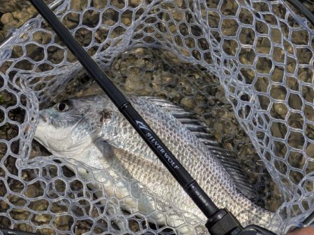 シルバーウルフMX83入魂チニング