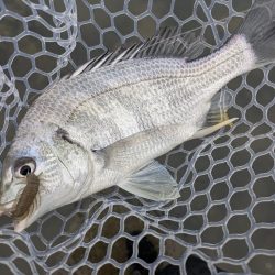 広島雨中チニング！