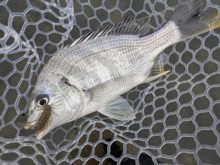 広島雨中チニング！