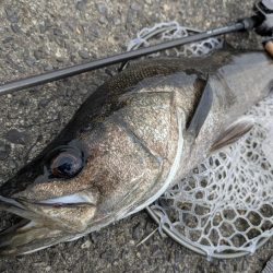 広島チニングでナイスシーバス!