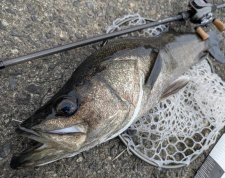 広島チニングでナイスシーバス！