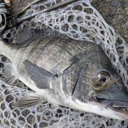 超好調広島チニングで34枚!