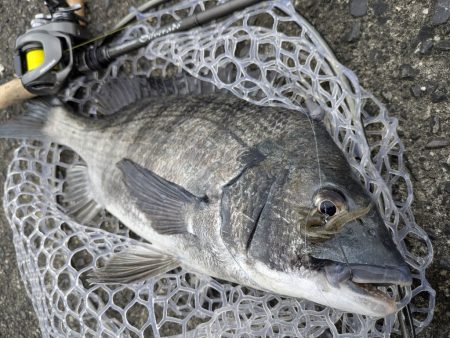 超好調広島チニングで34枚！