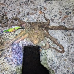 イカあきらめてタコ